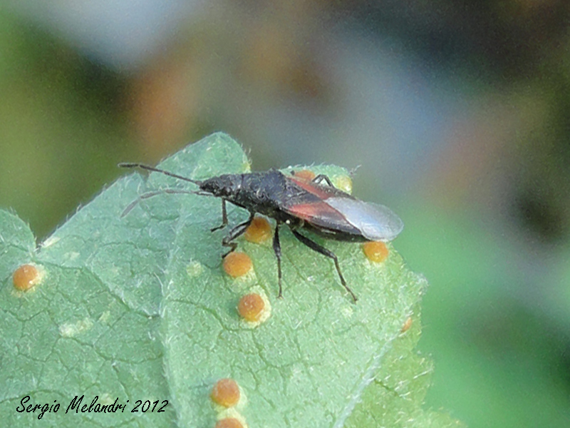 Lygaeidae: Oxycarenus lavaterae della Romagna (RA)